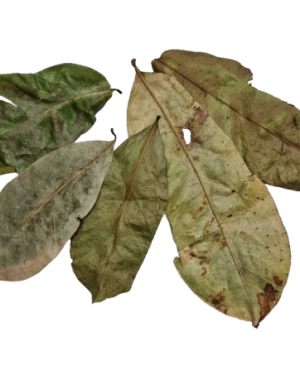 Annona Leaves