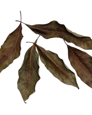 Persea Leaves