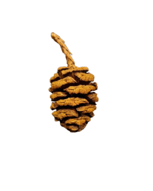 Sequoia Cone