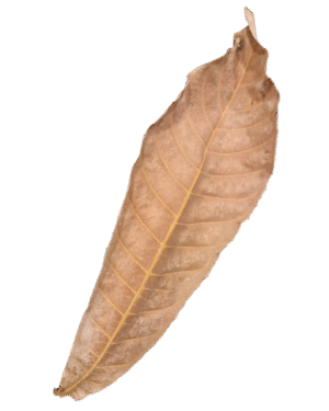 Gustavia Leaf XL