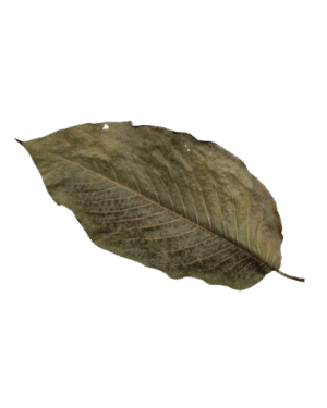 Chinese Magnolia Leaf XL