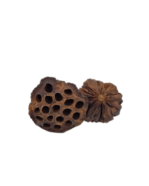 Lotus Pod