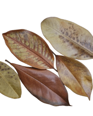 Magnolia Leaves