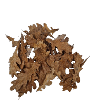 Oak Leaves
