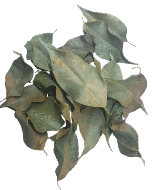 Australasian Fig Leaves
