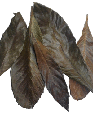 Loquat Leaves