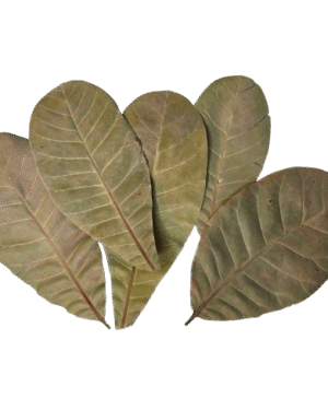 Anacardium leaves