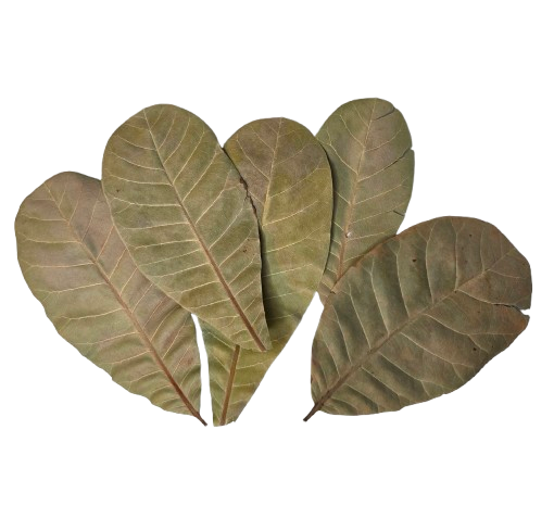 Anacardium leaves